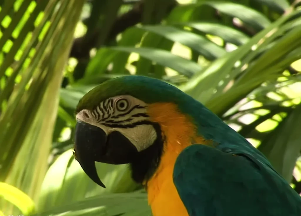 A blue-and-yellow parrot against a backdrop of green leaves, symbolizing perception, connection, and vitality