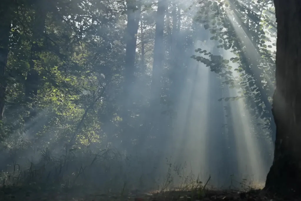 Sunbeams shine through a dark forest, symbolizing hope and confidence in the psychotherapeutic process.