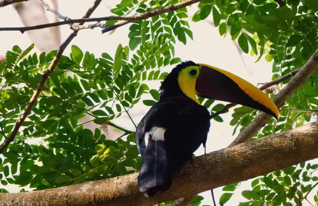A toucan on a branch in the rainforest