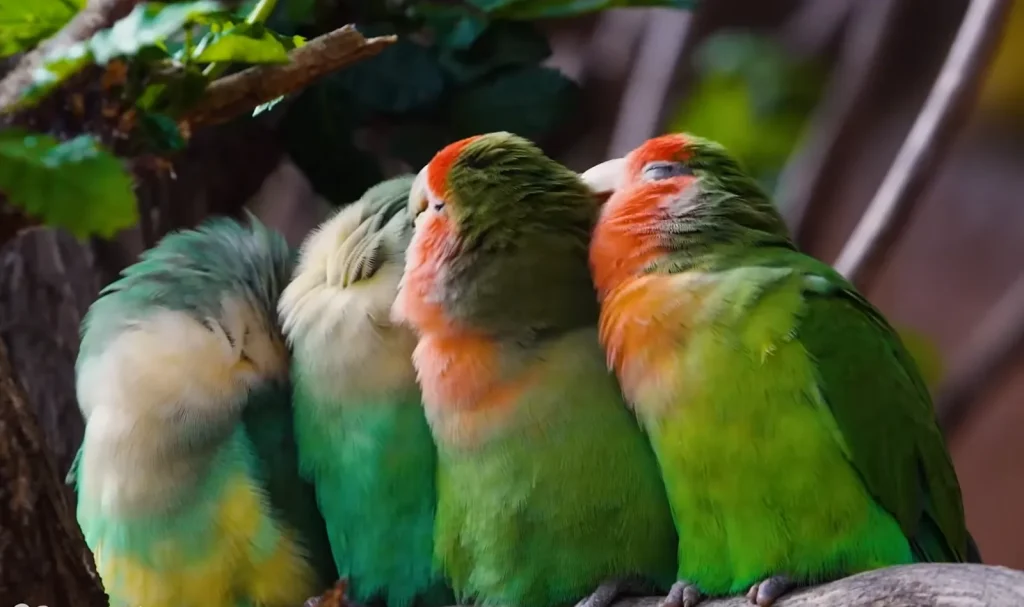 Four young parrots are sitting on a branch, snuggled close together.
