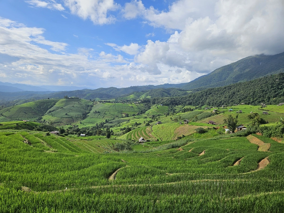 Blick über grüne Reisterrassen auf bewaldete Berge unter blauem Himmel