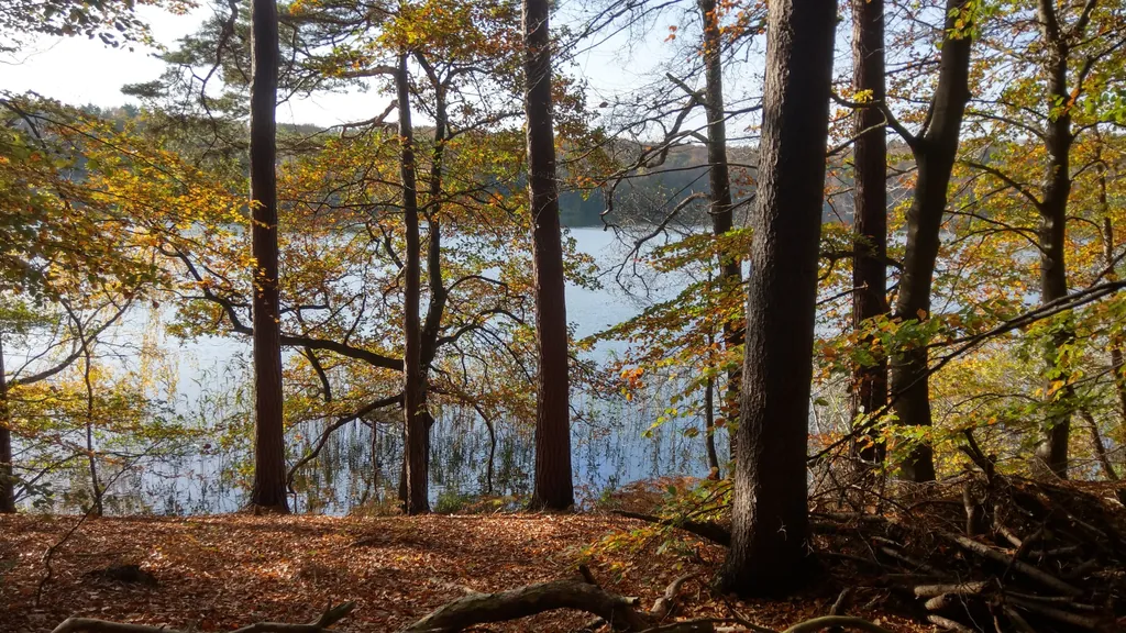 Herbstwald mit Laub am Boden, hinter den Bäumen ein See