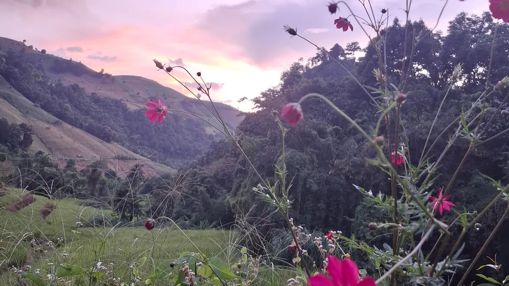 Rosa Schmuckkörbchen vor grünen Hügeln im Abendlicht