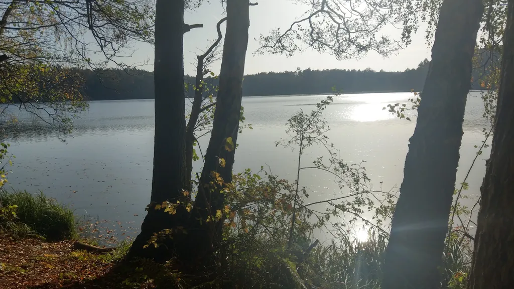 Waldsee im Gegenlicht, vorn Baumstämme